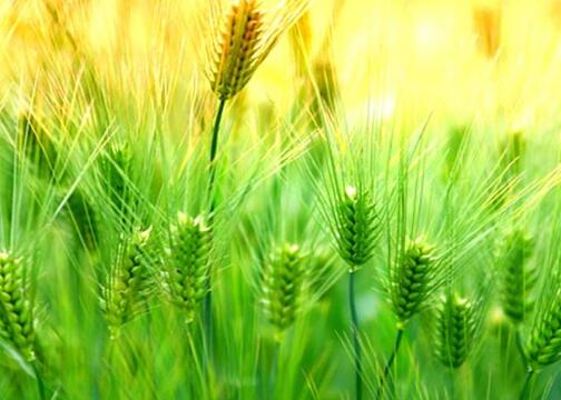 凱能科技節日問候