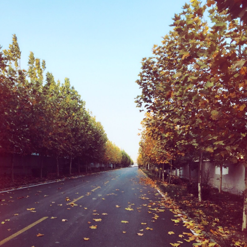 青島凱能感恩節祝福